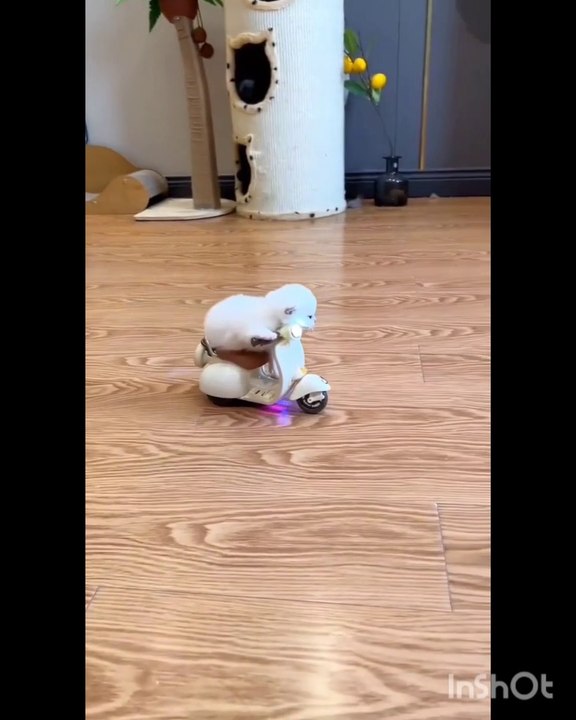 funny cat & dog