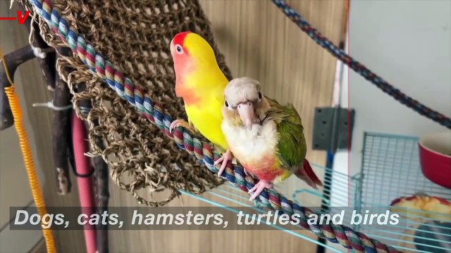 Some Pets Are Better at Reducing Some Allergies than Others