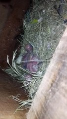 first successful breed of lovebirds