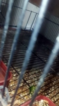 first pairing green split ino and voilet double factor pairing