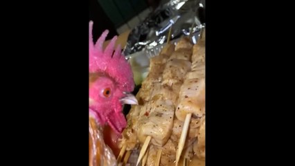 These Funny Pets Will Cheer up Your Day And Make it Better