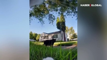 Kamera takılan kedinin merak edilen yolculuğu kayıt altına alındı