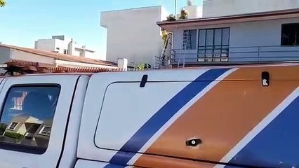 Enxame de abelhas se instala em forro de sobrado e dá trabalho às equipes da Defesa Civil