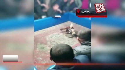 Konya'da hayvanları koruma derneğinde horoz dövüşü