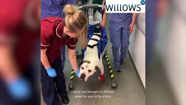 Miracle dog left paralysed after being hit by a lorry astounds vets to make full recovery in weeks