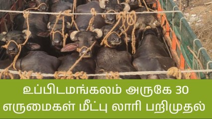 கரூர்:இறைச்சிக்காக கொண்டு செல்லப்பட்ட 30 எருமைகள் மீட்பு!