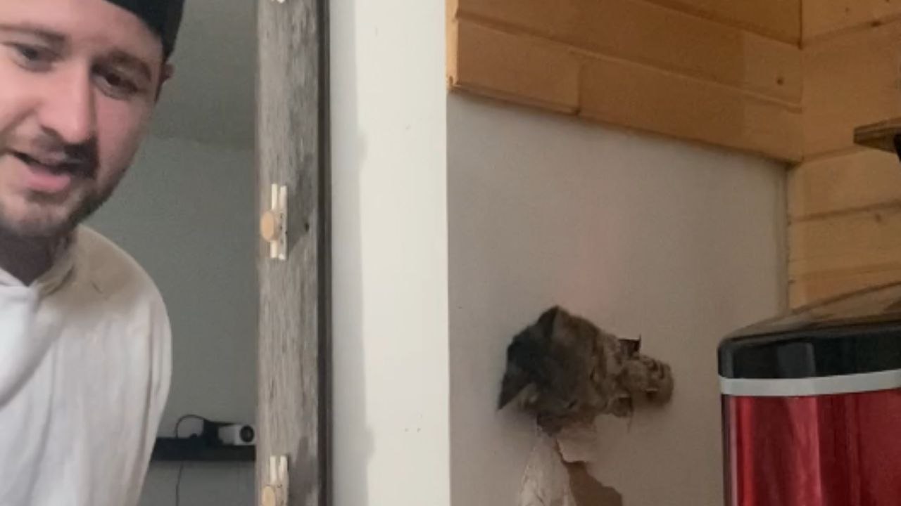 Cat risks losing 1 of her 9 lives after crawling up ceiling vent & getting stuck in wall