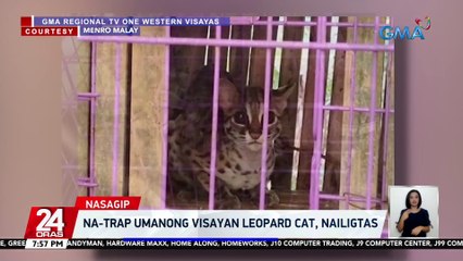 Na-trap umanong Visayan Leopard Cat, nailigtas | 24 Oras