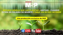 Plantas «gritan» cuando están en peligro de muerte o bajo un estrés intenso - #ExclusivoMSP