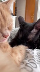 Cute Kitties With A Special Bond