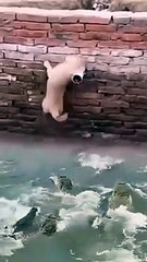 Jiska koi nahi hai, uska Khuda hai yaaro.