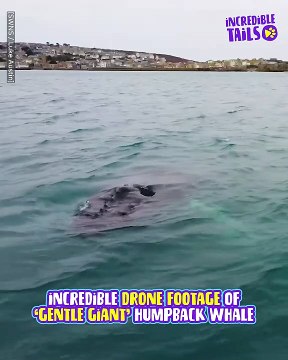 Whale Watching Wonders: Incredible Footage of Humpback Spotted!