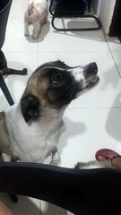 Dramatic Dog Begs For Forgiveness
