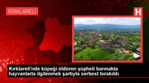 Kırklareli'nde köpeği öldüren şüpheli barınakta hayvanlarla ilgilenmek şartıyla serbest bırakıldı