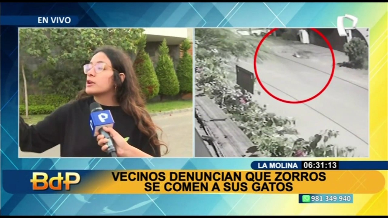 La Molina: vecinos denuncian que zorros se han comido al menos 10 de sus gatos