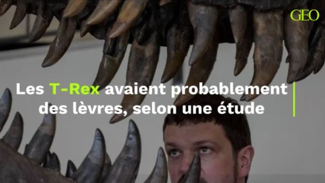 Les T-Rex avaient probablement des lèvres, selon une étude