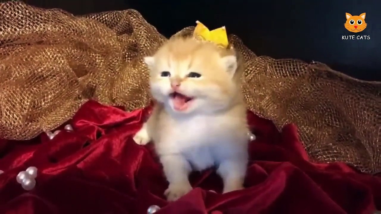 chaton-miaou-super-mignon-film-de-chat-le-plus-dr-le-102-vid-o