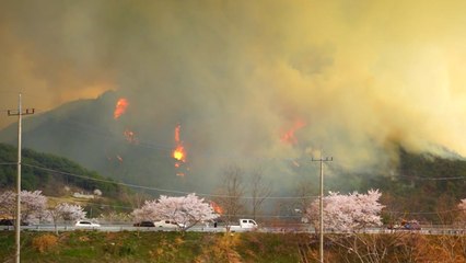 전남 함평·경북 영주 산불, 강풍 타고 확산...대응 3단계 발령 / YTN