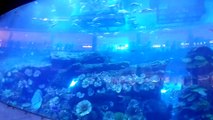 Dubai Mall inside views of that fish pool