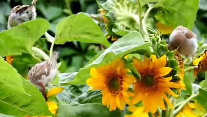 Journey Through Nature's Majesty with Birds Eye View