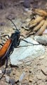 Tarantula Hawk Wasp Claims Its Prey