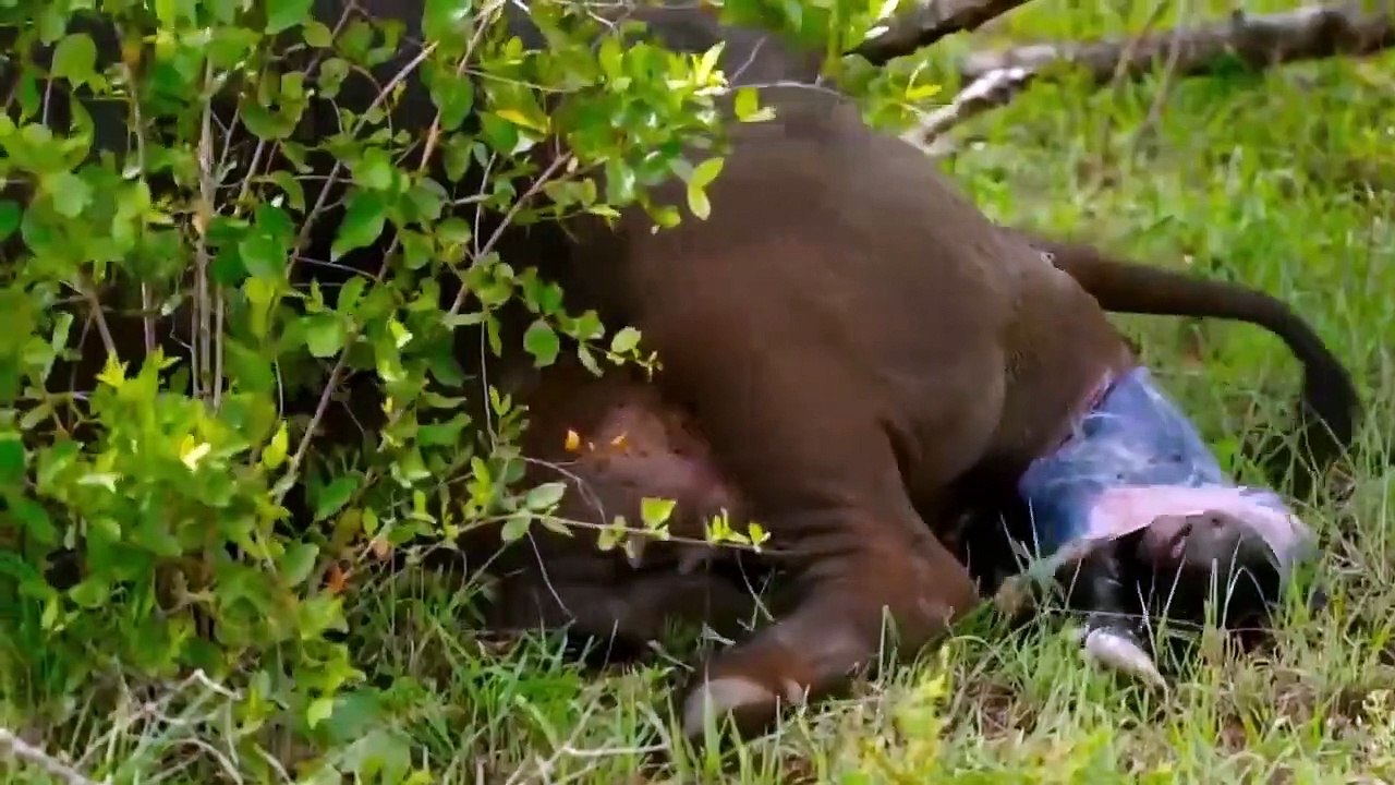 Komodo Dragon Attacks Wild Buffalo Too Brutal - The Number One Cold-Blood Predator In The Wild World