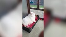 Dangerously obese cat looking for forever home after losing THIRD of her body weight