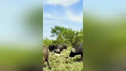 Herd of Buffaloes Tramples Old Male Lion in Epic Battle 