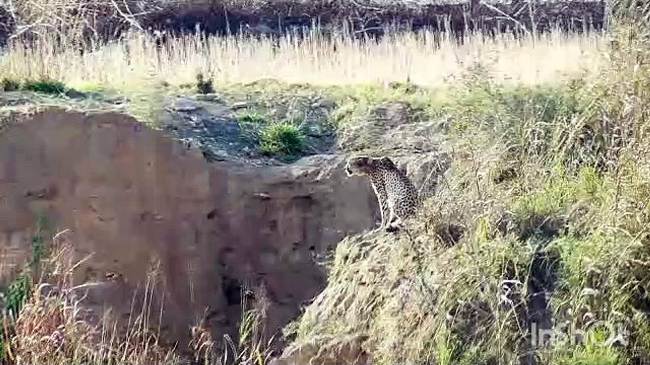 कूनो नेशनल पार्क: बफर जोन में चीते के मूवमेंट से दहशत में क्षेत्र के ग्रामीण