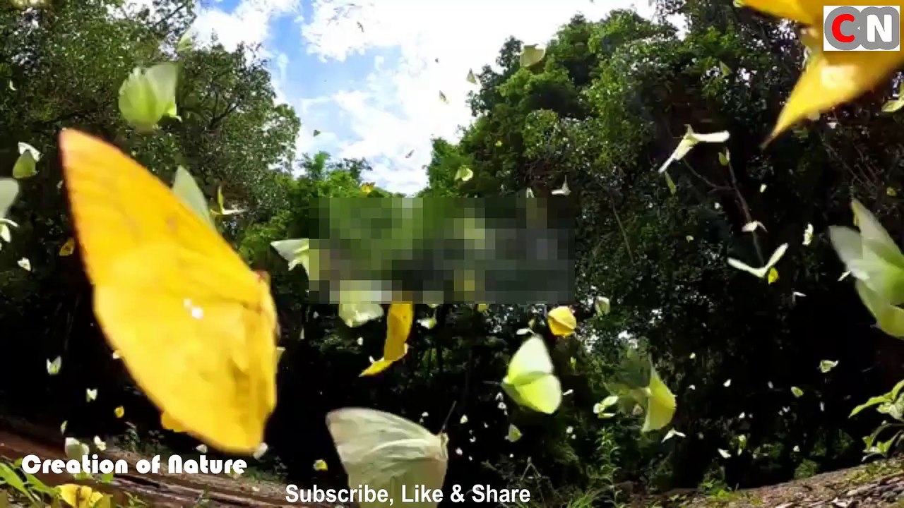 Colorful Flying Insects (Butterflies)