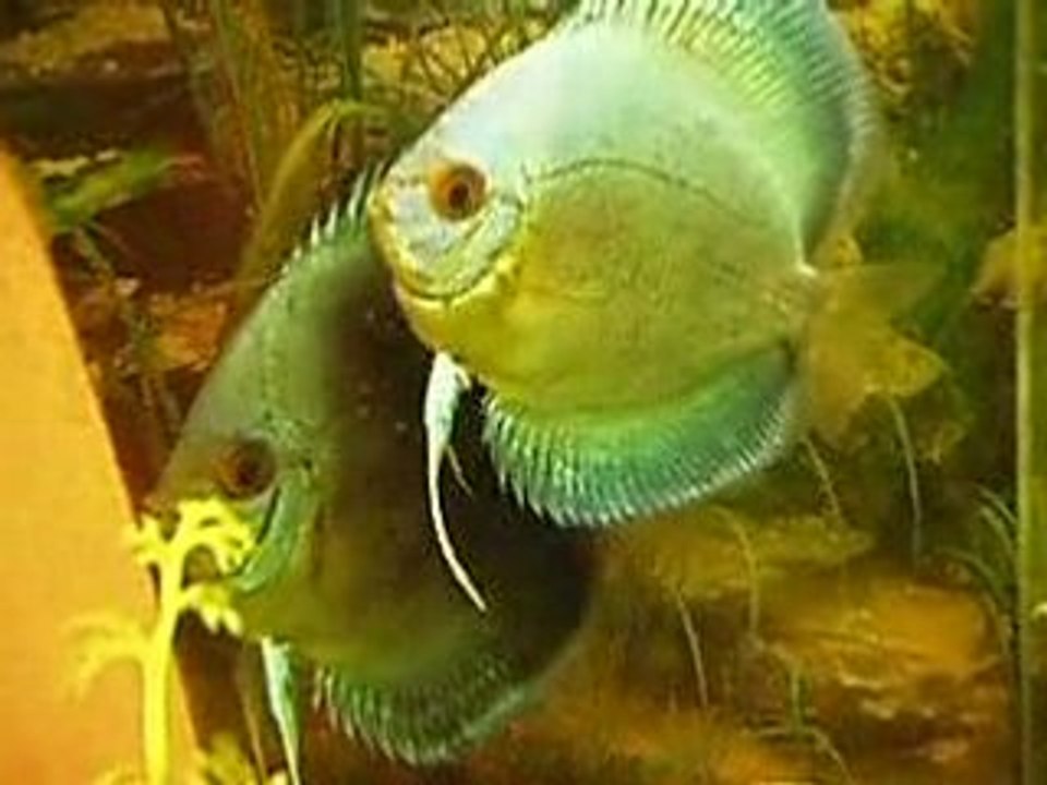 Discus diamand bleu repro nage libre