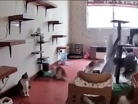 10 chats en panique détruisent un salon en quelques secondes