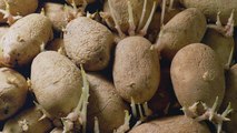 Can You Eat Wrinkled Potatoes?