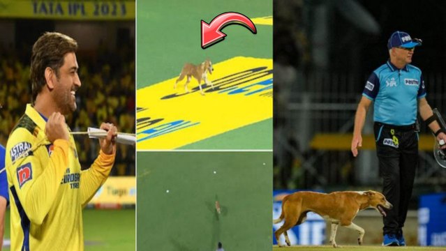 IPL 2023 Charlie Dog ఎంట్రీ..Ms Dhoni రియాక్షన్ ఇదీ CSK Vs LSG | Telugu OneIndia