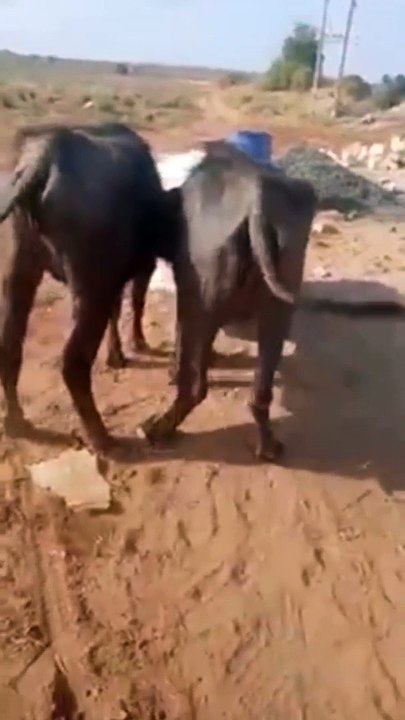 आधार कार्ड साथ पान काड़ लीक जोरदार कॉमेडी