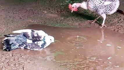 Pigeon  lucky very nice looking