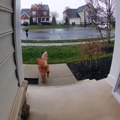 Front Door Camera Catches Family's Excitement