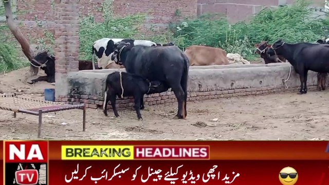 Eid ul Adha 2023 Date | Eid ul Adha 2023 Kab Hoga | 2023 Eid ul Adha Date | When is Eid ul Adha 2023