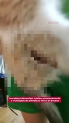 Moradores denunciam mortes, envenenamento e mutilações de animais no Morro do Encano