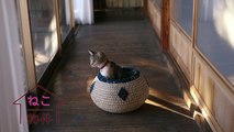 Neko Bukken - ねこ物件 - Cat Property - E8