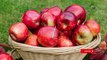 Benefits of Apple || Saib khane ke fayde || Top apple benefits || 