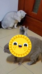 Nature's Playground:Animal  Animal Interactions in the Wild"