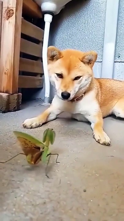 "Funny Animal Moments: Cute and Hilarious Videos Compilation"