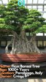 Top 5 oldest Bonsai Trees in the world