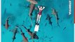 Relaxed Swimmer Floats on Water as Nurse Sharks Lurk Below Surface
