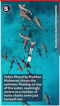 Relaxed Swimmer Floats on Water as Nurse Sharks Lurk Below Surface