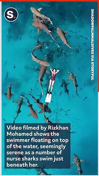 Relaxed Swimmer Floats on Water as Nurse Sharks Lurk Below Surface