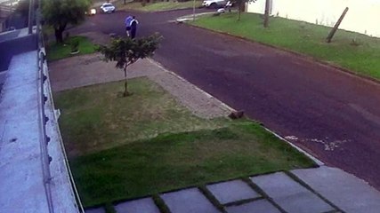 Imagens mostram Oroch capotando duas vezes antes de parar em acidente no Nova York
