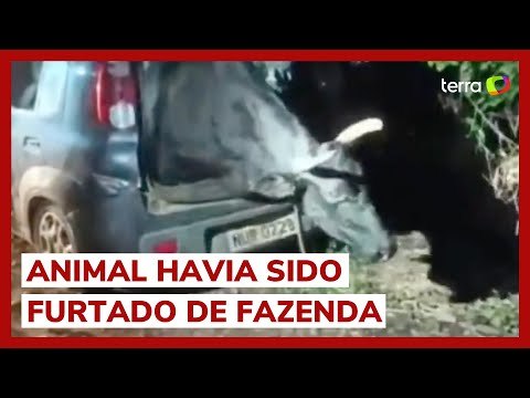 Boi é encontrado em porta-malas de carro no Ceará