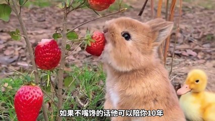 Cute White Rate Funny Playing Ever Funny Kittns